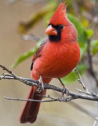 Male Cardinal