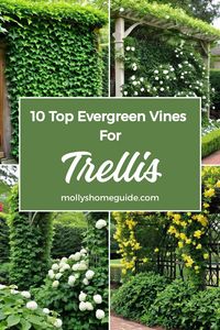 Looking to add some greenery to your trellis year-round? Explore the best evergreen vines for trellis that stay lush and vibrant regardless of the season. These climbing plants not only provide privacy with their fast-growing nature but also offer beautiful perennial flowering displays. Discover the top picks for evergreen climbers that are low maintenance and perfect for creating a stunning vertical garden.