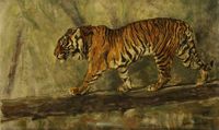 Herbert van der Poll (1877-1963) A Tiger