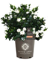 Arrives by Sat, May 13 Buy Bloomables® 2.25 gal Gardenia Buttons - White Blooming - Live Plant - 1-Piece at Walmart.com