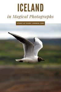 Our chosen 143 pictures will inspire you to enjoy wildlife, waterfalls, flower blooms, mountains & valleys and farms. The weather is lovely in summer with sunshine 23 hours a day, snow is melting, waterfalls are gushing, flowers are in bloom as far as the eyes can see. This is the best time for photography. #StoryAtEveryCorner #Iceland #icelandvacation #icelandtravel #photography #photos #nature #waterfall #naturephotography #naturelover #glacier #wildlife #wildlifephotography #wildlifeplant