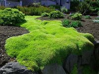 Rock Cap Moss For Sale | Buy Live Moss