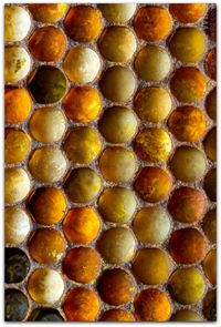 honey bee: architecture of the hive