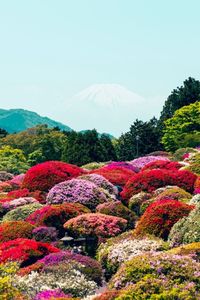 Azalea, Hotel de Yama, Hakone, Kanagawa, Japan, ツツジ, シャクナゲ, 山のホテル, 箱根町, 神奈川　#Travel #Trip #Sightseeing #StunningViews #Destination　#旅行 #絶景 #トラベル #トリップ #観光スポット