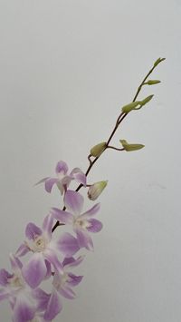 White Dendrobium Orchids Bicolor - Miss Teen