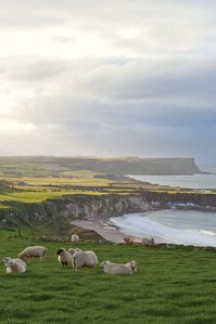 Magical and untouched, Ireland is filled with misty moors and grassy knolls stretching as far as the eye can see. Tour this country of unparalleled beauty with us and delight in its authentic charm.