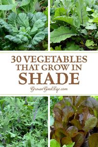 Partially shaded vegetable garden areas provide an opportunity to extend your cool-season crops from spring into early summer. A little shade in late spring will help prevent your leafy greens from turning bitter and bolting as the temperatures rise.