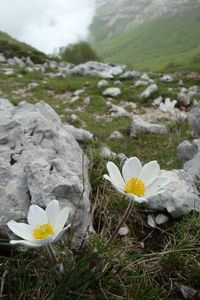 Anemone nemorosa. Backsippa/hvitveis. Autum sowing. Blooms May