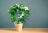 Houseplants add beauty to any room, many can even purify the air. These plants do all of that while also perfuming the room with their alluring aroma.