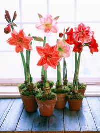 Pots of Amaryllis Amaryllis and other bulbs bloom inside during the winter months and help create an exotic display when grouped together.