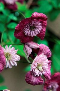 Clematis Avant-Garde Festoon