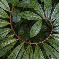 An aesthetic photograph of a curving vine in the rainfroest.