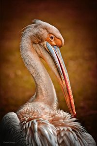 Breeds in swamps and shallow lakes from southeastern Europe through Asia and Africa. In breeding season males’ facial skin is pinkish while the skin on females is more orange. (aka the Rosy Pelican)