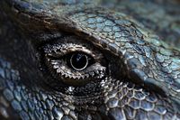 dragon eye of indigo blue by paloetic, via Flickr