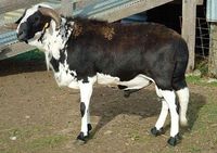 Damara. Originating from Angola and Northern Namibia, the Damara is a very hardy Fat-tail breed of sheep that sheds its winter coat of long hair and wool for a more practical short sleek hair coat for the summer eliminating fly strike problems.