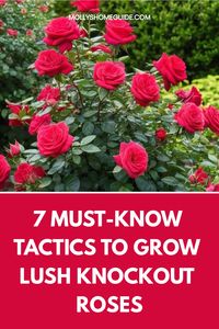 Learn how to grow knockout roses from cuttings with our easy step-by-step guide. Propagating roses is a rewarding way to expand your garden without buying new plants. Follow our tips and soon you'll be enjoying beautiful blooms in your garden grown straight from cuttings. Whether you're a beginner or experienced gardener, this method is perfect for anyone looking to increase their rose collection without spending a fortune. Save money and have fun by creating more knockout roses through propagat