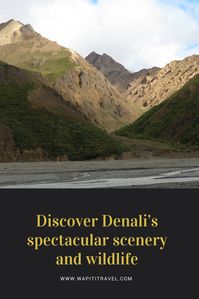 Discover Denali’s spectacular scenery and wildlife