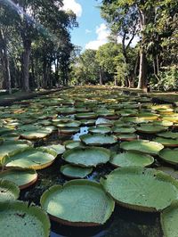 #summer #summerdestination #travelblogger #travel #traveling #bestdestination #dreamdestination #landscape #mauritius #photography #travelphotography #aesthetic #nature