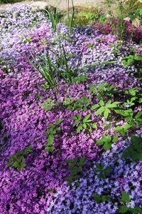 16 Best Ground Cover Flowers and Plants - Low Growing Perennial Flowers