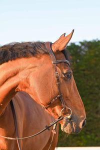 Description  - From the One Collection, the Brussels bridle is an essential product, a timeless basic. - The browband and noseband are made of slightly widened and thickened leather. A noseband is attached to the noseband.  - The headrest is slightly anatomical to provide more comfort to the horse.  - The Brussels bridle is sold with its pair of rubber reins.   - Only available in flash noseband  - Stainless steel buckles  Information Available in hazelnut or black  In Cob and Full  The One Coll