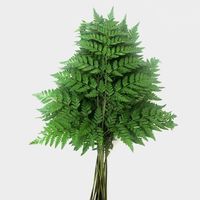 Leather Leaf Fern Bulk