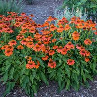 Sombrero® Adobe Orange - Coneflower - Echinacea hybrid | Proven Winners