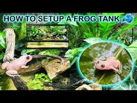 How To Setup a Frog Tank / Frog Paludarium Build - YouTube