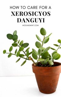 Xeriosicyos danguyi is an interesting-looking and easy-to-care-for succulent plant. It likes lots of light, infrequent water, and low humidity. Keep reading for all the care tips! modandmint.com.