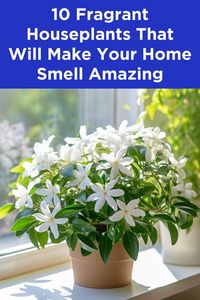 10 Fragrant Houseplants That Will Make Your Home Smell Amazing