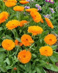 Noted for its impressive garden performance, Calendula officinalis 'Candyman Orange' (Pot Marigold) is a low-growing, bushy annual with aromatic, lance-shaped dark green foliage and large, fully double, deep orange flowers. Blooming from late spring until the first frost, Pot Marigold is easy to grow and maintain. It has a wide range of uses and every garden should have Calendula in it.