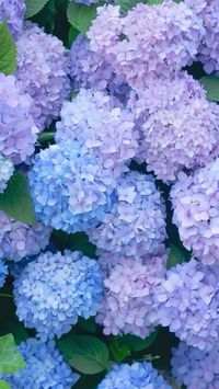 #hydrangea