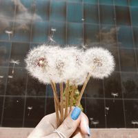 #dandelion #flowers #spring #springtime #flowerstagram #flowerpower #кульбабки #одуванчики