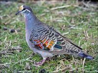 the Common Bronzewing