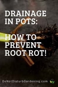 Good Drainage in Pots: DO NOT Use Rocks and Root Rot Explained – Do Not Disturb Gardening