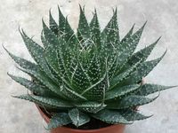 Aristaloe aristata (Lace Aloe) | World of Succulents