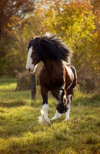 beautiful Clydesdale