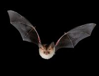 Beautiful British bat is one in just 1000 - environment - 07 August 2013 - New Scientist