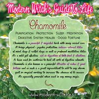 Chamomile