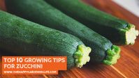 Check out these 10 simple growing tips so you can start producing some top-quality zucchini squash in your vegetable garden!