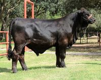 La Muneca Cattle Co. | Bulls & Semen Sales