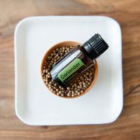 . Coriander essential oil is extracted from the seed of the coriander plant. . Coriander is an annual herb that grows three feet high and…