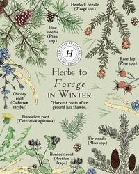 Your Guide to Winter Foraging | Herbal Academy | We're inviting you out into the quiet world and beckoning you away from your snug nest to go with us on a winter foraging journey.