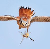 Weve Got These Guys Fishing The Creek In Our Back Yard - What Others Are Saying This Bald Eagle Was Chasing The Great Blue Heron Away From The Eggs In Her Nest It Wasnt Trying To Kill The Heron Or She Would Have Done So Long Before This Once In A Lif #bir