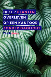 Planten zorgen niet alleen voor sfeer en een hogere luchtvochtigheid, maar ook voor meer productiviteit, een beter humeur en minder stress. Zo zorg je voor meer groen op een kantoor zonder daglicht.