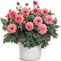 Virtuoso™ Pinkerific™ - Dahlia variabilis | Proven Winners