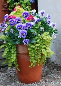 Perky pansie and creeping jenny for a sure thing/low maintenance container in the backyard. Think they need sun