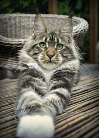 Olivia by Shedoros Maine Coon Cattery