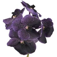 Vanda Orchid Black | Mayesh