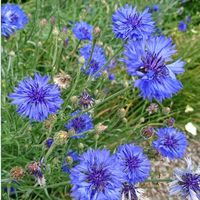 Centaurea cyanus. Annual growing between 40-90cm tall. Plants have an upright habit with long grey/green leaves and produce tall traditional cornflower blue flowers. Good for cottage gardens, wildflower gardens, beds and borders. Excellent vibrant blue colour and very easy to grow. Makes an excellent cut flower