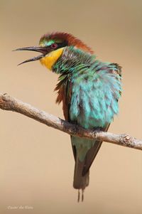 A gregarious, colorful bird that ranges from Europe to parts of Africa and southern Central Asia.